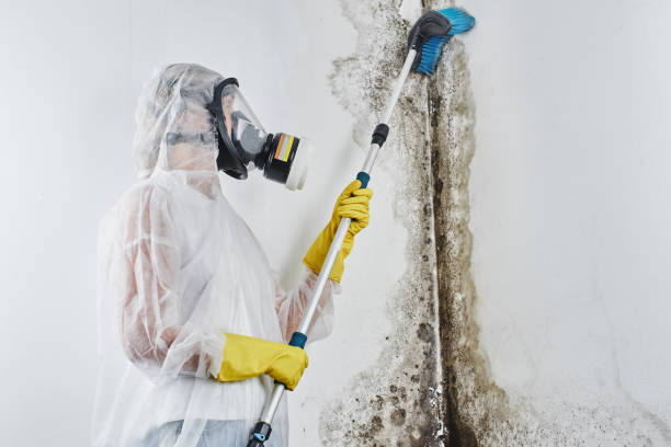 Mowbray Mountain, TN Mold Remediation Company