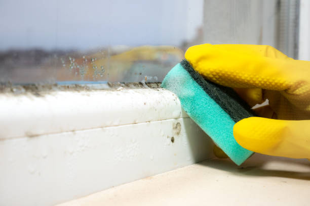 Best Industrial Mold Remediation in Mowbray Mountain, TN