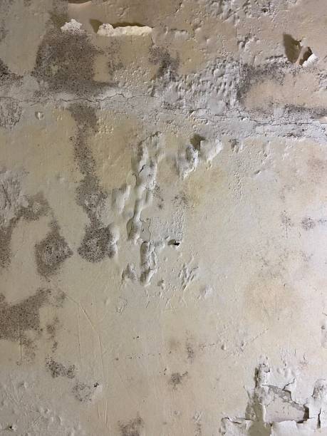 Best Mold Remediation for Specific Building Types in Mowbray Mountain, TN